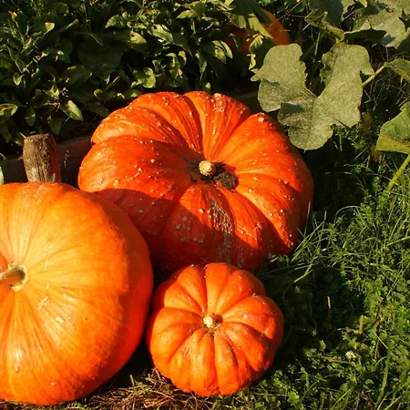 Szálloda Biohof Naturzeit Faaker